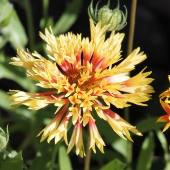Kokardenblume Lorenziana (Samen)
