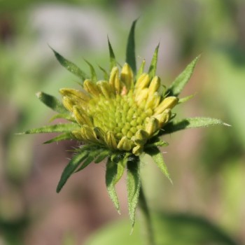 Kokardenblume Lorenziana (Samen)
