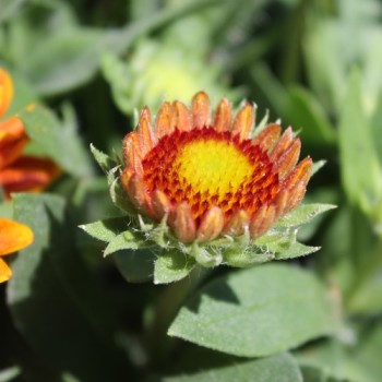 Gaillardia tokajer hotsell