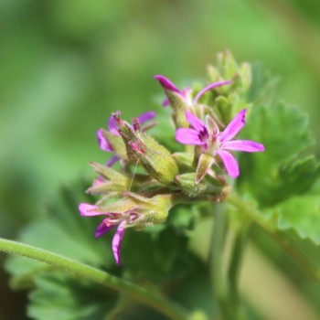 Neu! Kokosduftpelargonie (Samen)