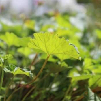 Neu! Kokosduftpelargonie (Samen)