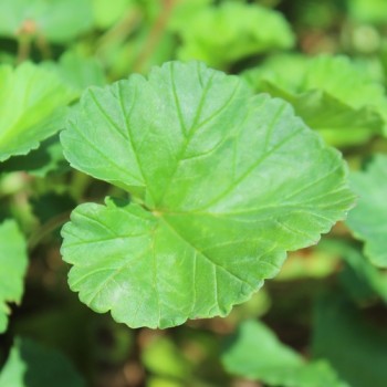 Neu! Kokosduftpelargonie (Samen)