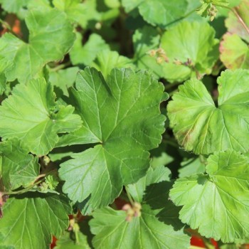 Neu! Kokosduftpelargonie (Samen)