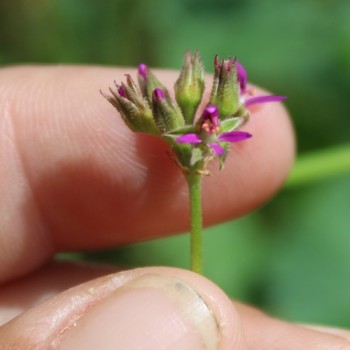 Neu! Kokosduftpelargonie (Samen)