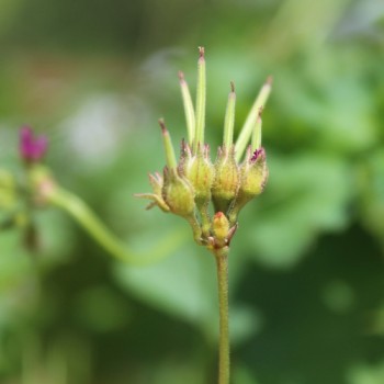 Neu! Kokosduftpelargonie (Samen)