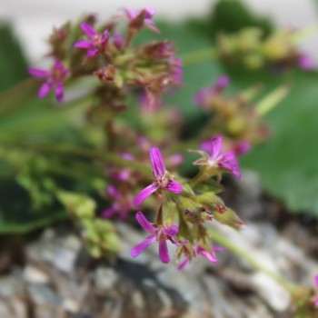 Neu! Kokosduftpelargonie (Samen)