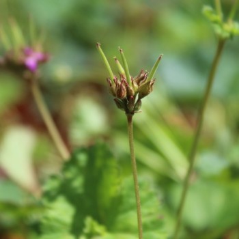 Neu! Kokosduftpelargonie (Samen)