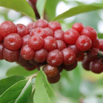 Korallen-Ölweide Sweet-N-Tart (Pflanze)