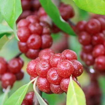 Korallen-Ölweide Sweet-N-Tart (Pflanze)