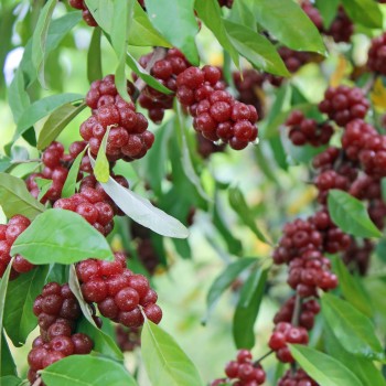 Korallen-Ölweide Sweet-N-Tart (Pflanze)