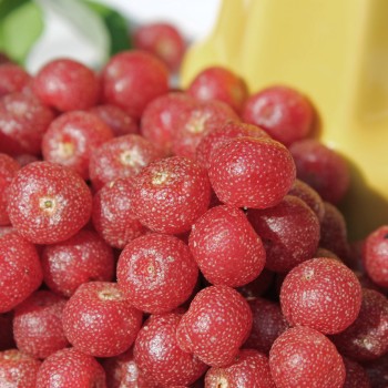 Korallen-Ölweide Sweet-N-Tart (Pflanze)