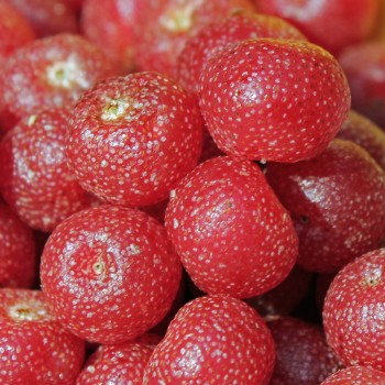Korallen-Ölweide Sweet-N-Tart (Pflanze)