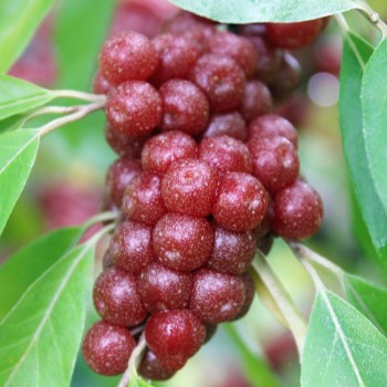 Korallen-Ölweide Sweet-N-Tart (Pflanze)