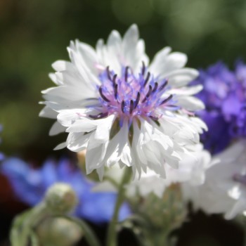 Kornblume Classic Fantastic (Samen)