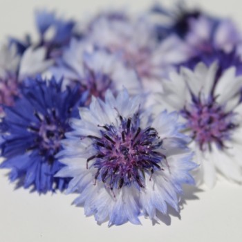 Kornblume Classic Fantastic (Samen)