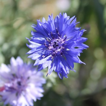Kornblume Classic Fantastic (Samen)