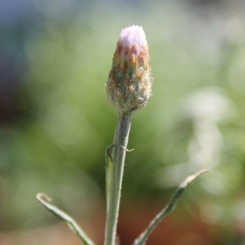 Kornblume Classic Fantastic (Samen)