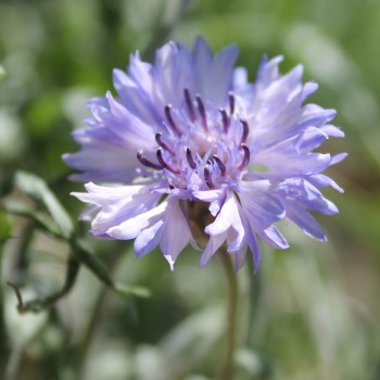 Kornblume Classic Fantastic (Samen)
