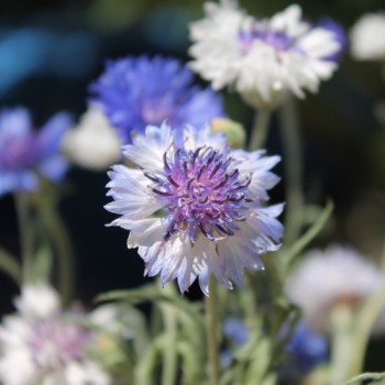 Kornblume Classic Fantastic (Samen)