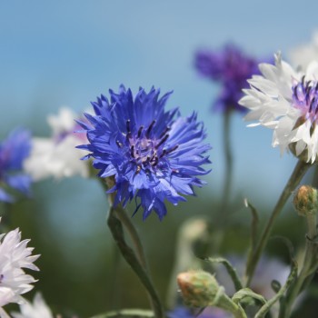 Kornblume Classic Fantastic (Samen)