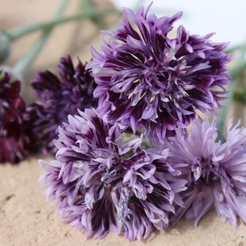 Kornblume Classic Magic (Samen)