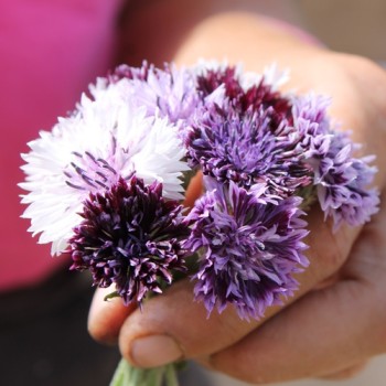 Kornblume Classic Magic (Samen)