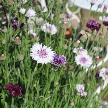 Kornblume Classic Magic (Samen)