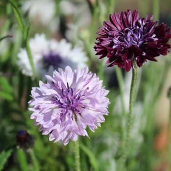 Kornblume Classic Magic (Samen)