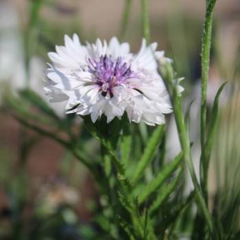 Kornblume Classic Magic (Samen)