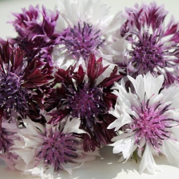 Kornblume Classic Magic (Samen)