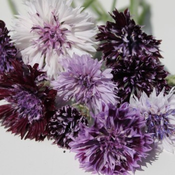 Kornblume Classic Magic (Samen)