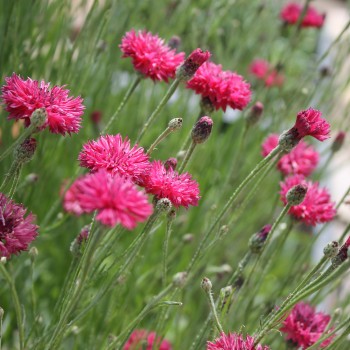 Kornblume pink (Samen)