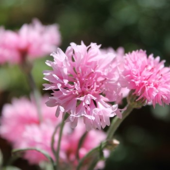 Kornblume rosa (Samen)