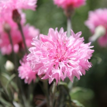 Kornblume rosa (Samen)