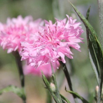 Kornblume rosa (Samen)