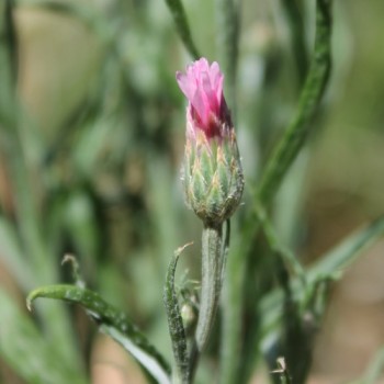 Kornblume rosa (Samen)
