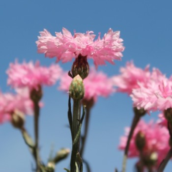 Kornblume rosa (Samen)