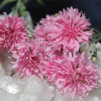 Kornblume rosa (Samen)