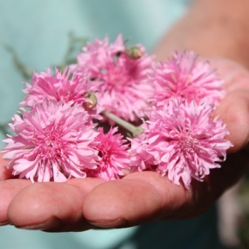 Kornblume rosa (Samen)
