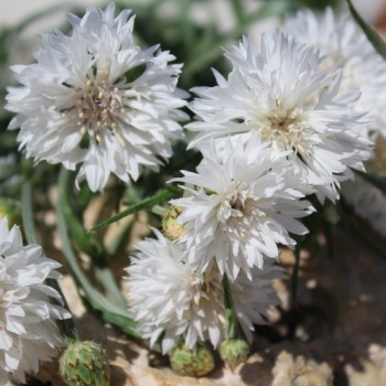 Kornblume weiß (Samen)