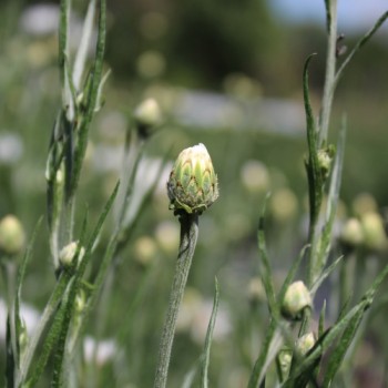 Kornblume weiß (Samen)