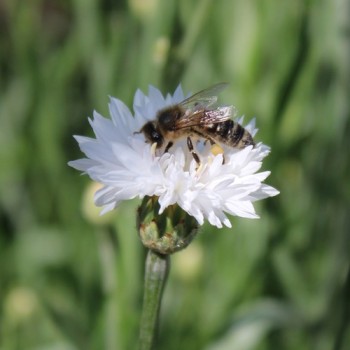 Kornblume weiß (Samen)