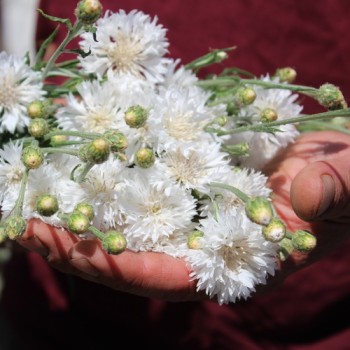 Kornblume weiß (Samen)