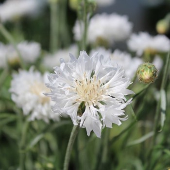 Kornblume weiß (Samen)