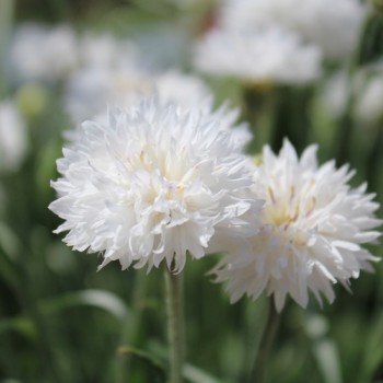 Kornblume weiß (Samen)