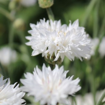 Kornblume weiß (Samen)