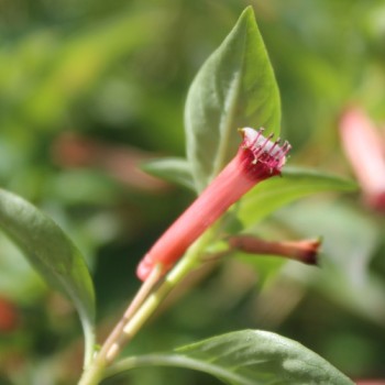 Köcherblümchen rosa (Samen)