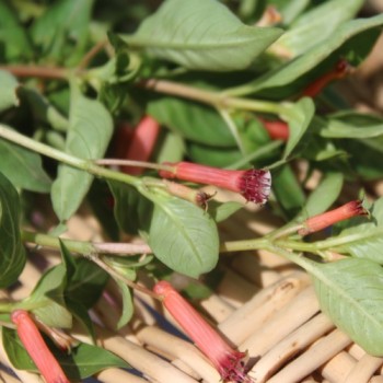 Köcherblümchen rosa (Samen)