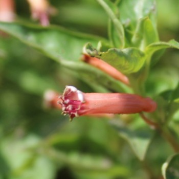 Köcherblümchen rosa (Samen)