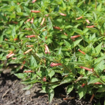 Köcherblümchen rosa (Samen)